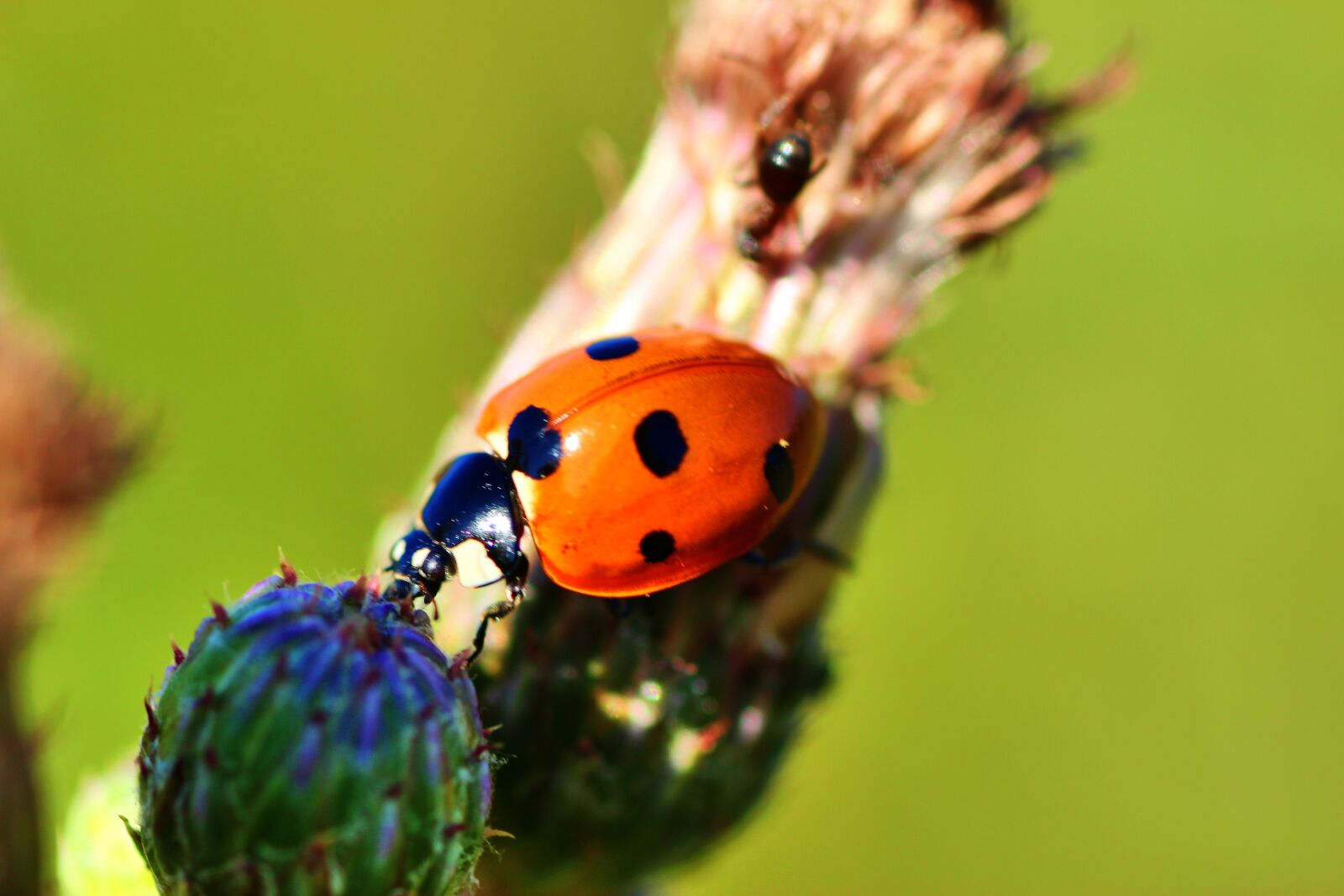 Tamron SP 90mm F2.8 Di VC USD 1:1 Macro sample photo. Ladybug, beetle, nature photography