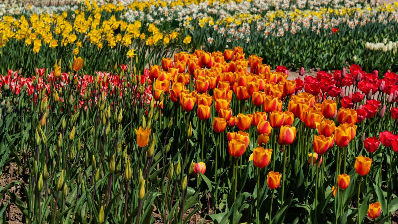 Nikon D7200 sample photo. Tulips, colorful meadow, spring photography