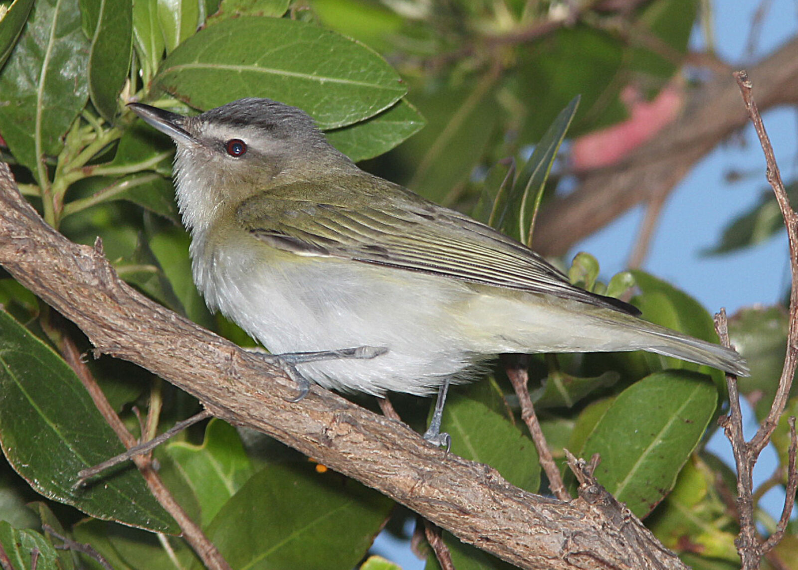 Canon EF 300mm F4L IS USM sample photo