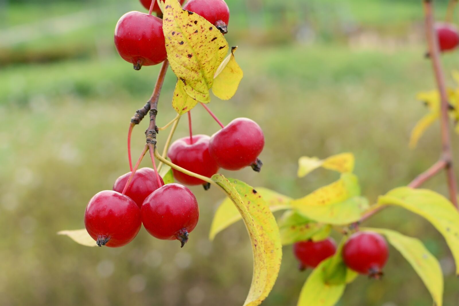 Nikon D7100 sample photo. Apple baby, flower apples photography