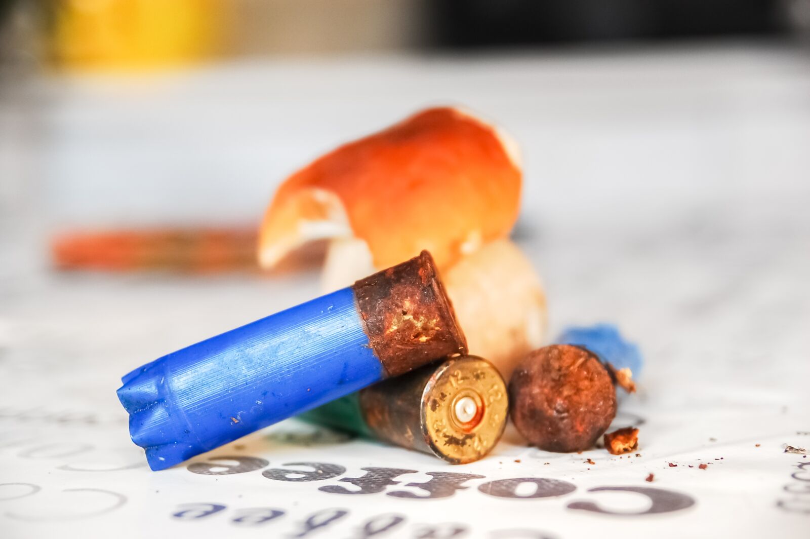 Nikon D40 sample photo. Fungus, cartridge, hunting photography