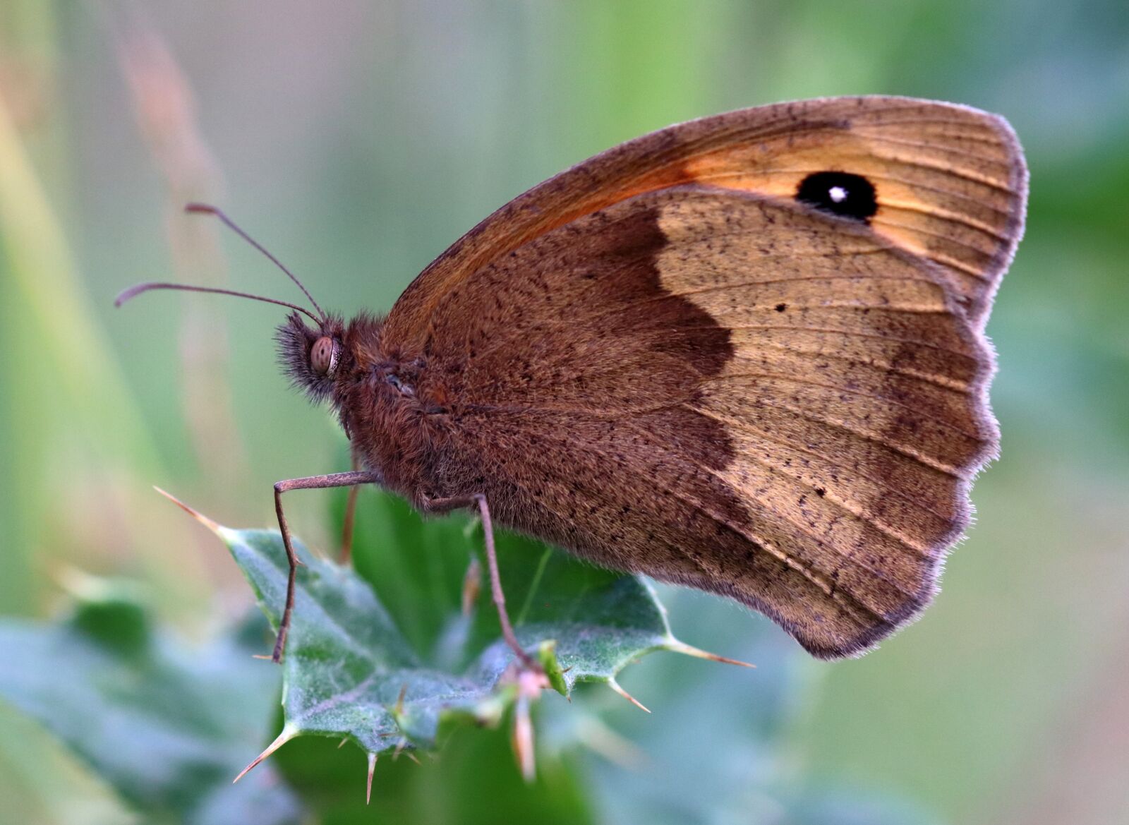 Canon EOS 80D sample photo. Meadow brown, macro, butterfly photography