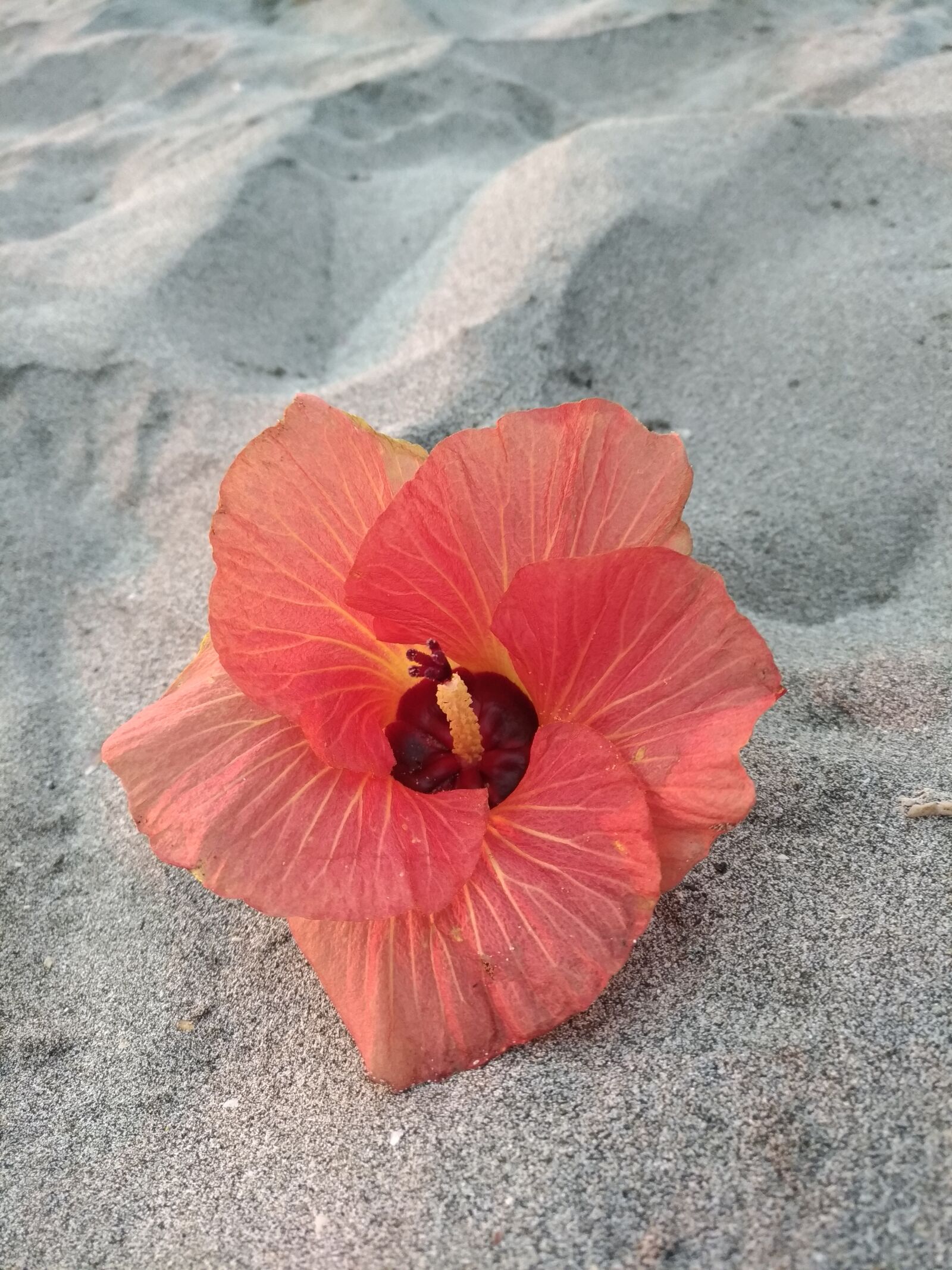 ASUS Z017DB sample photo. Flower, red, sand photography