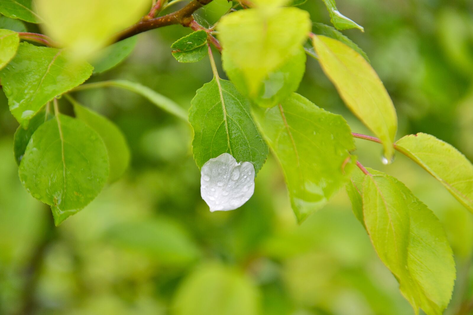 Nikon D3100 sample photo. Tree, leaves, summer photography