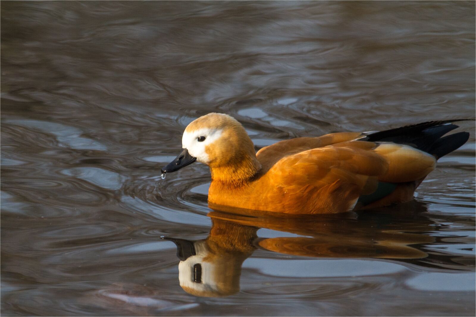 Canon EOS 7D sample photo. Animal, bird, nature photography