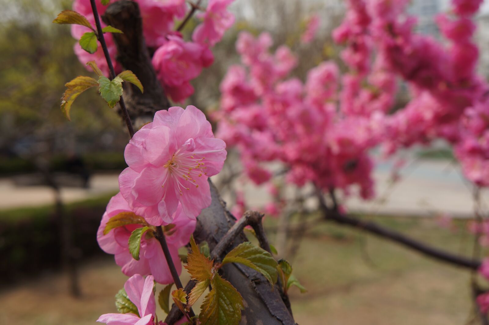 Sony Alpha NEX-5N sample photo. Peach blossom, blue sky photography