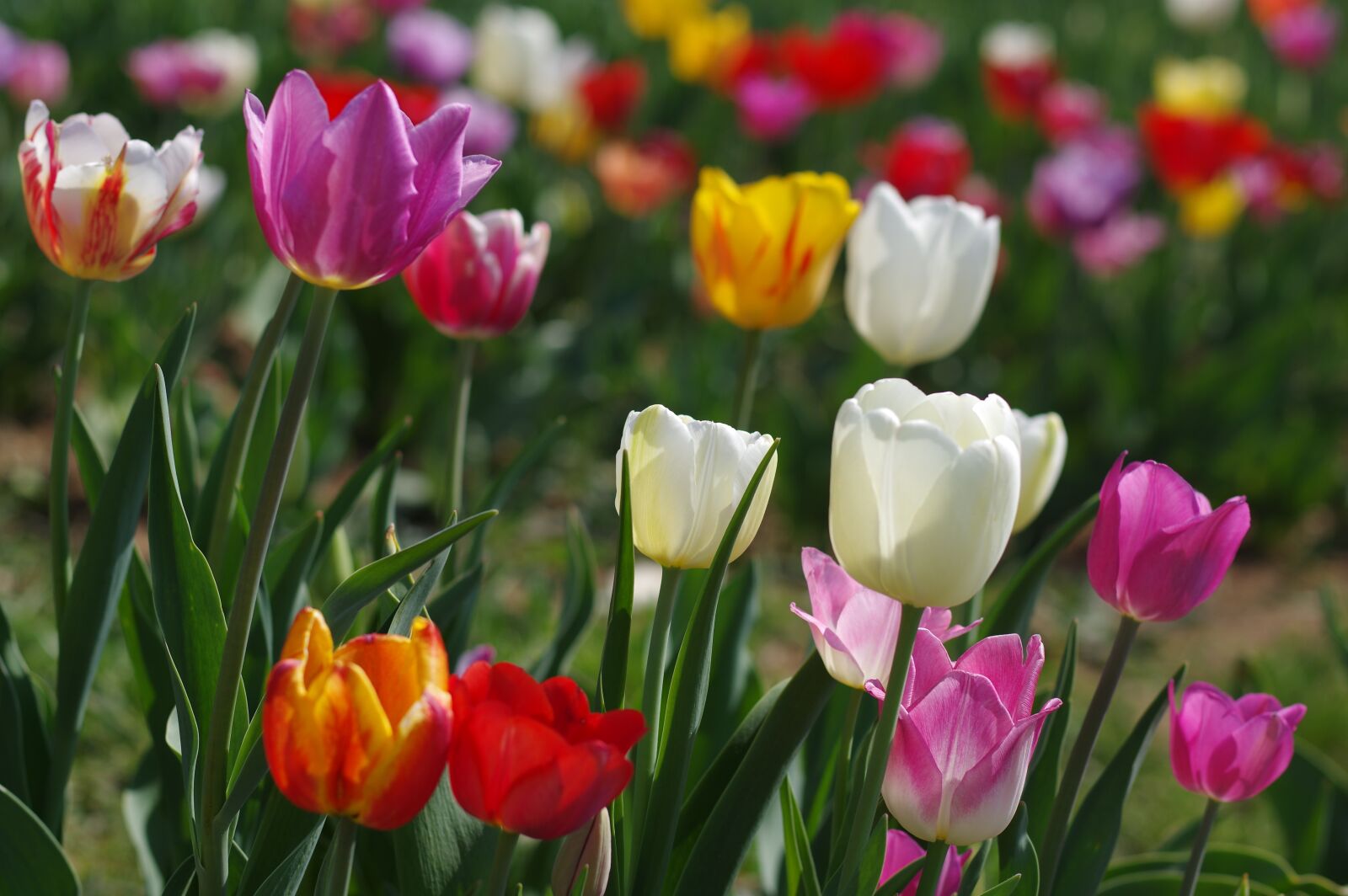 Pentax K-3 sample photo. Tulip, nature, plant photography