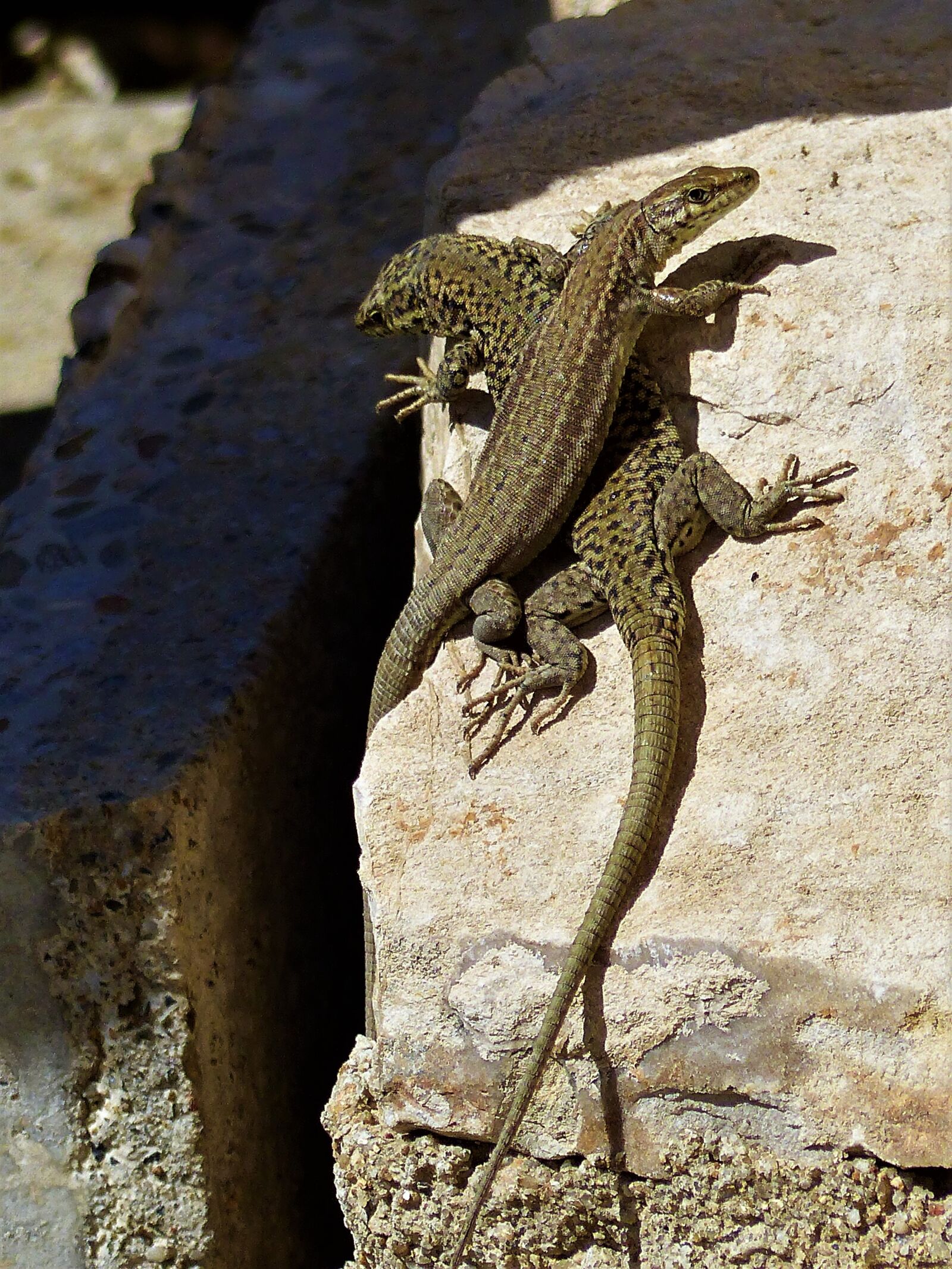 Panasonic Lumix DMC-FZ200 sample photo. Lizard, reptile, nature photography