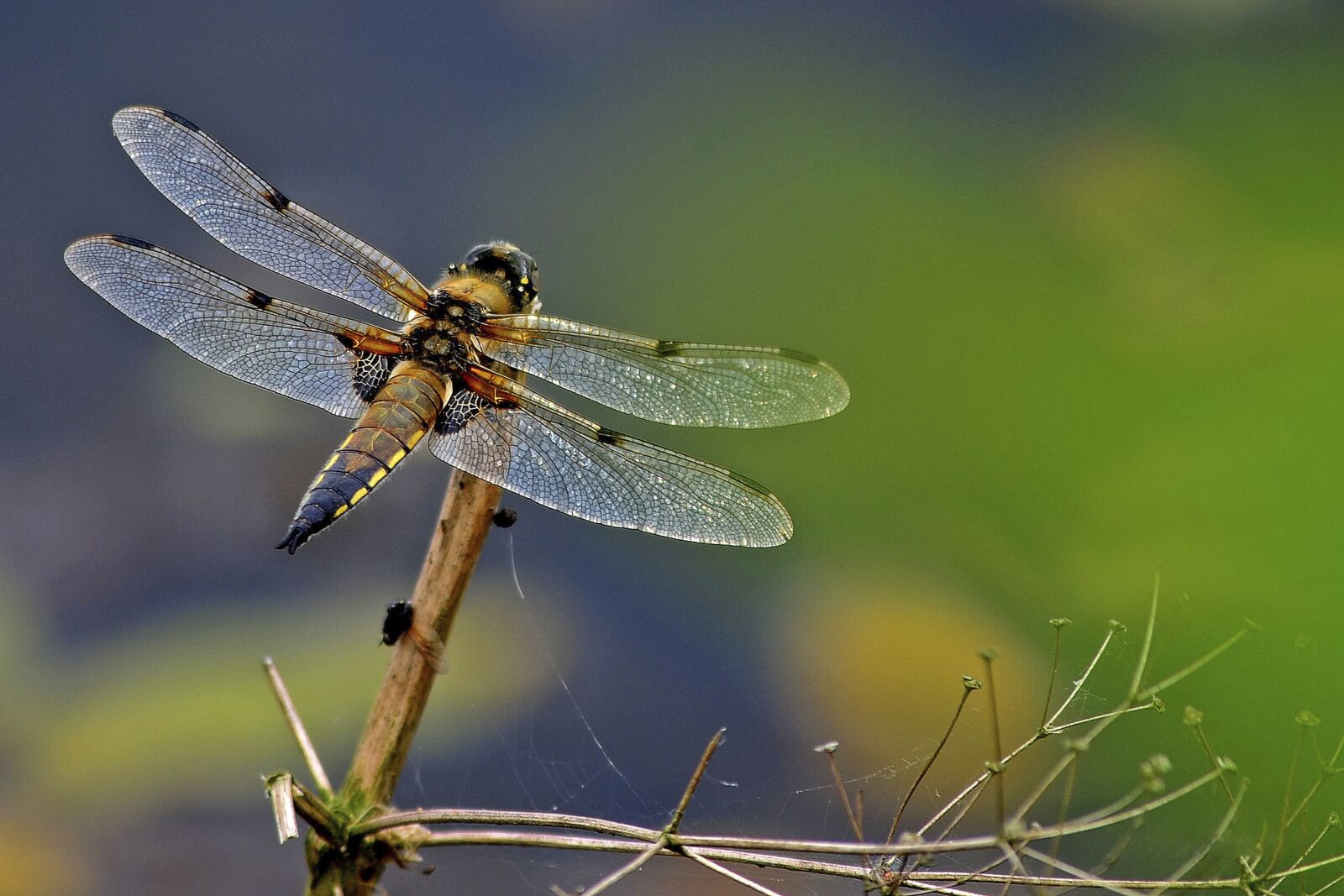 Nikon D5100 sample photo. Dragonfly, 4 spot chaser, odonata photography