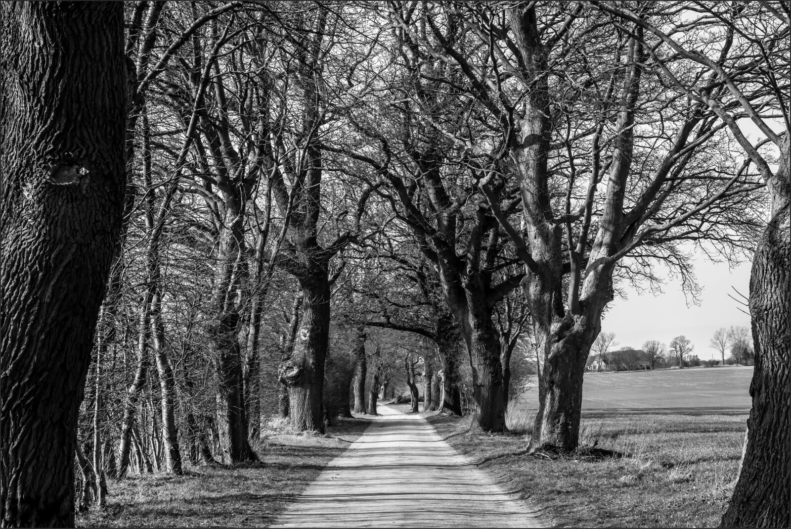 Nikon D810 sample photo. Avenue, mecklenburg western pomerania photography