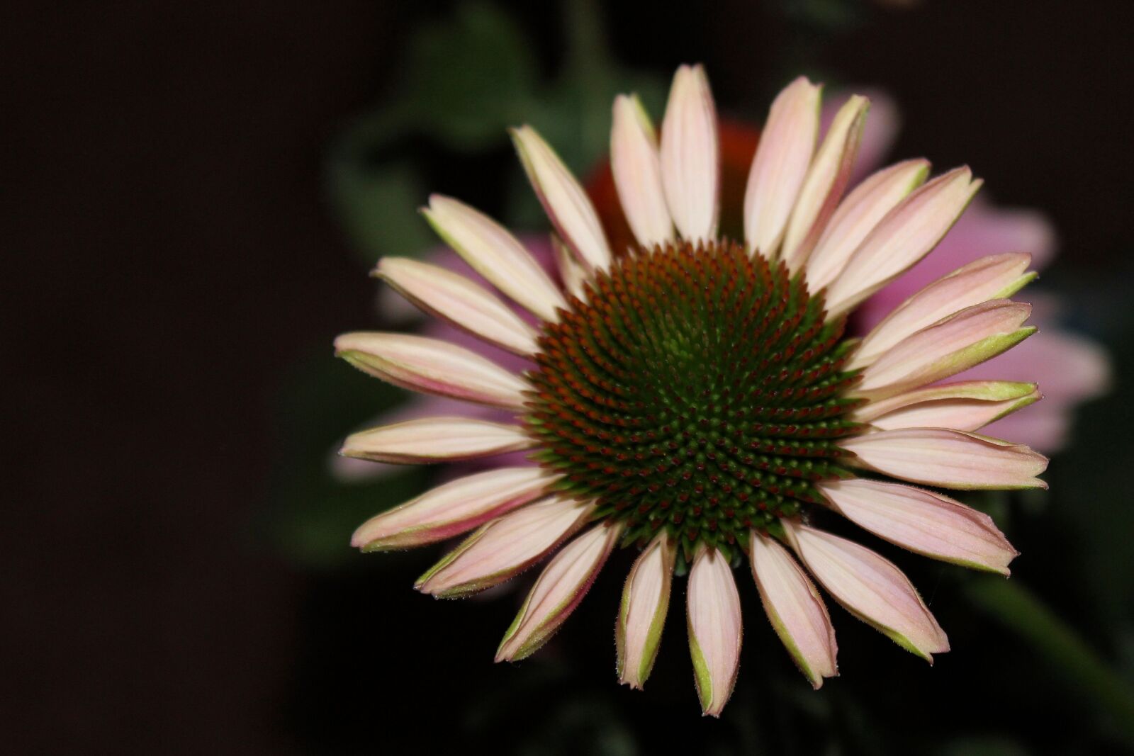 Canon EOS 600D (Rebel EOS T3i / EOS Kiss X5) sample photo. Coneflower, pallida, composites photography