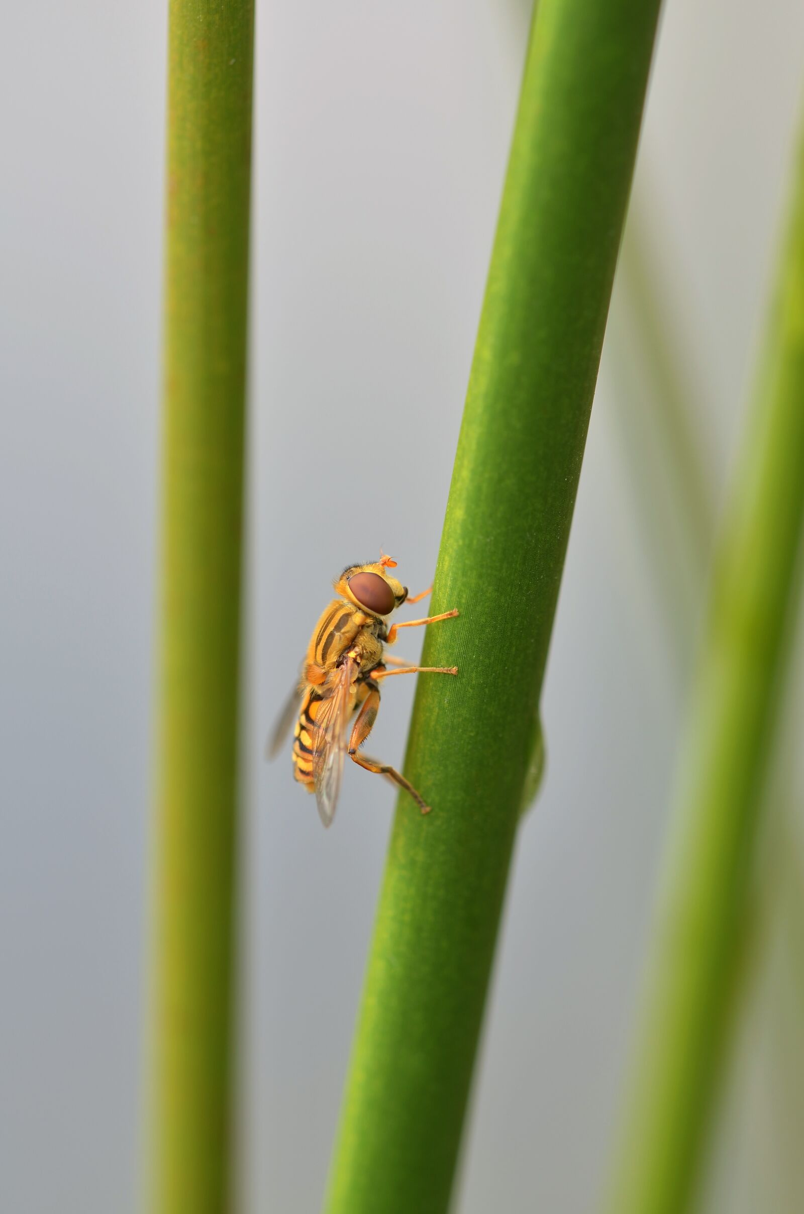 Nikon D5100 sample photo. Episyrphus balteatus, hoverfly, insect photography