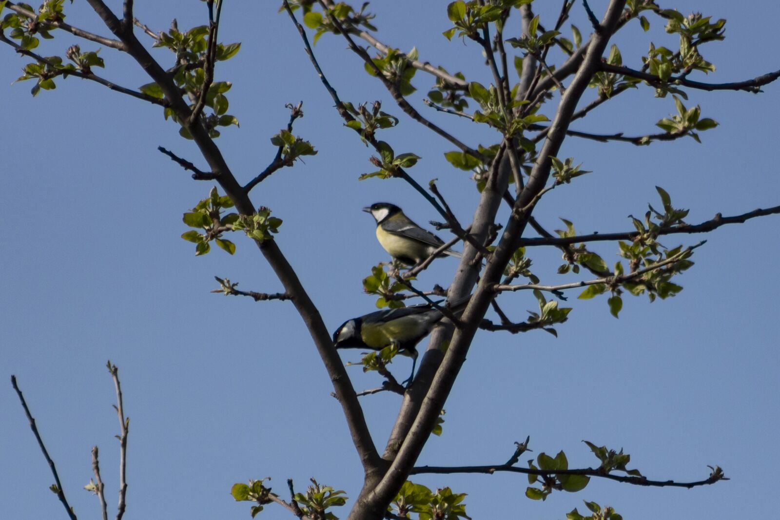 Canon EF75-300mm f/4-5.6 sample photo. Titmouse, bird, color photography