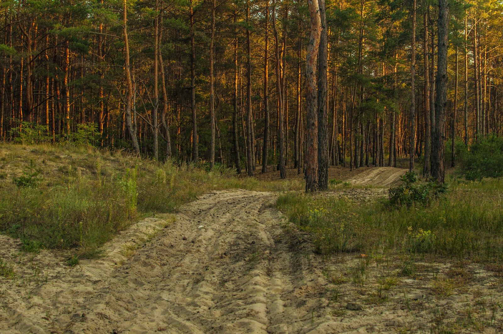 Nikon D90 sample photo. Landscape, pine, road photography