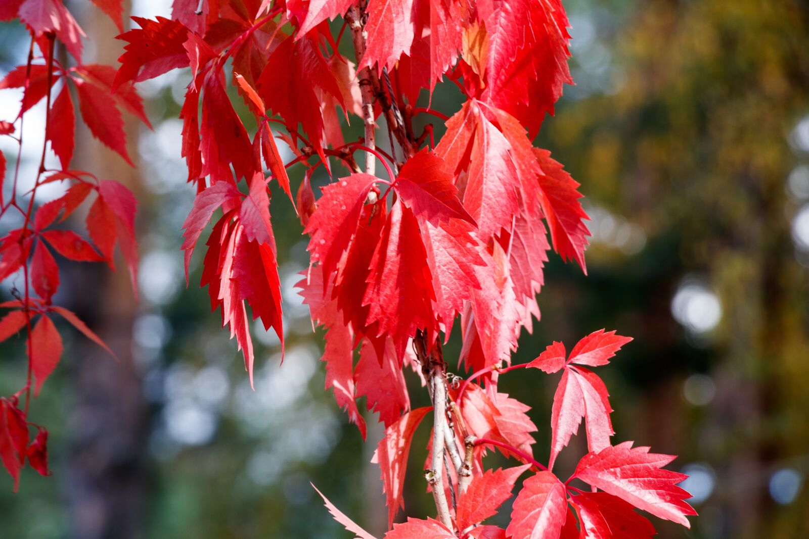 Canon EF-S 18-135mm F3.5-5.6 IS USM sample photo. Leaves, autumn, red photography