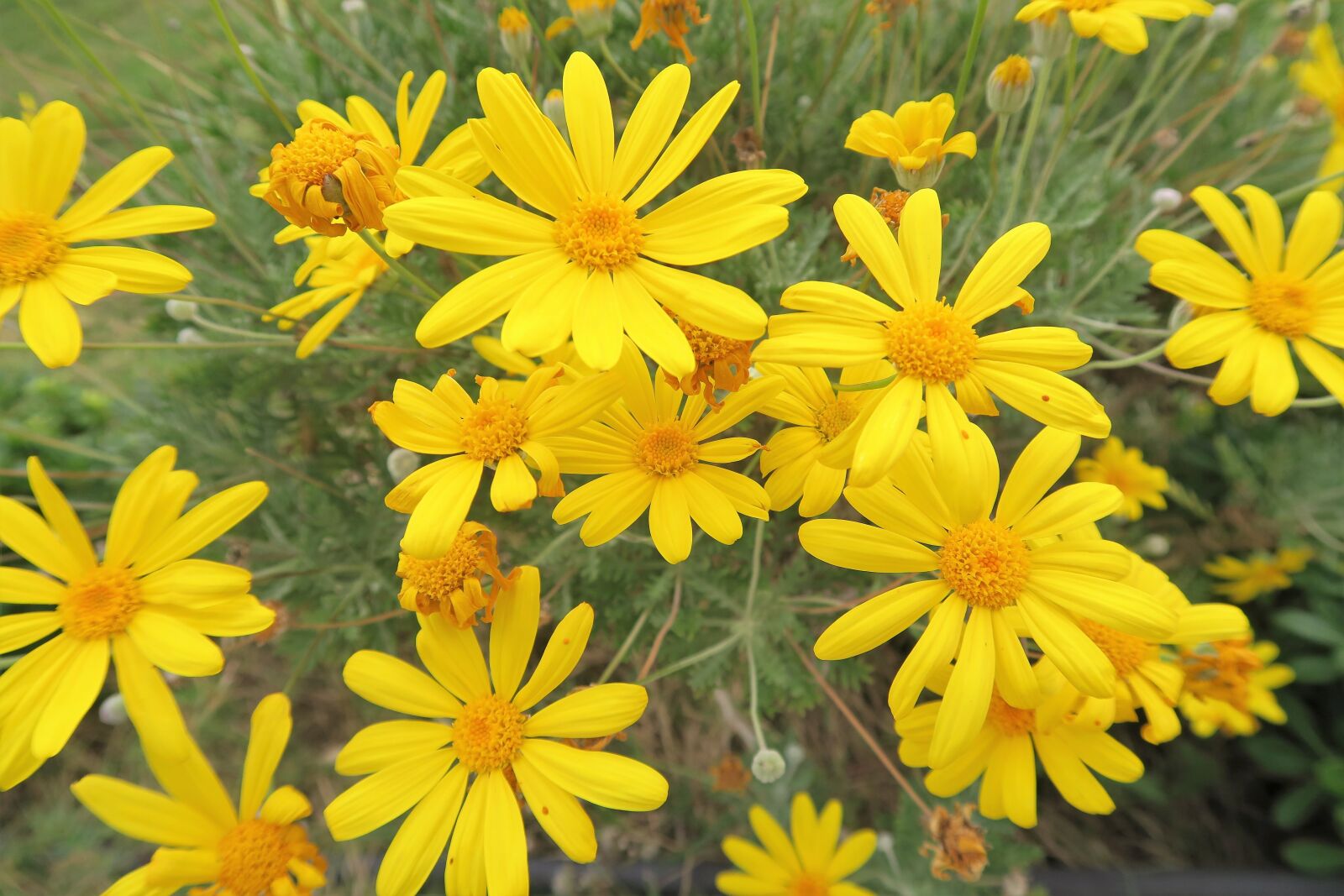 Canon PowerShot G7 X sample photo. Yellow flower, flower, doga photography