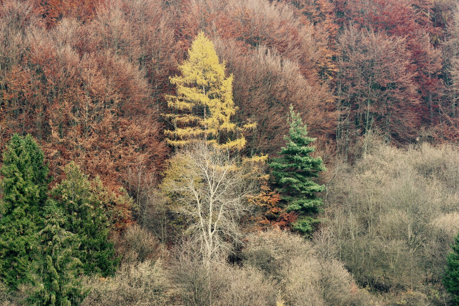 Canon EOS 700D (EOS Rebel T5i / EOS Kiss X7i) sample photo. Autumn, forrest, woods photography