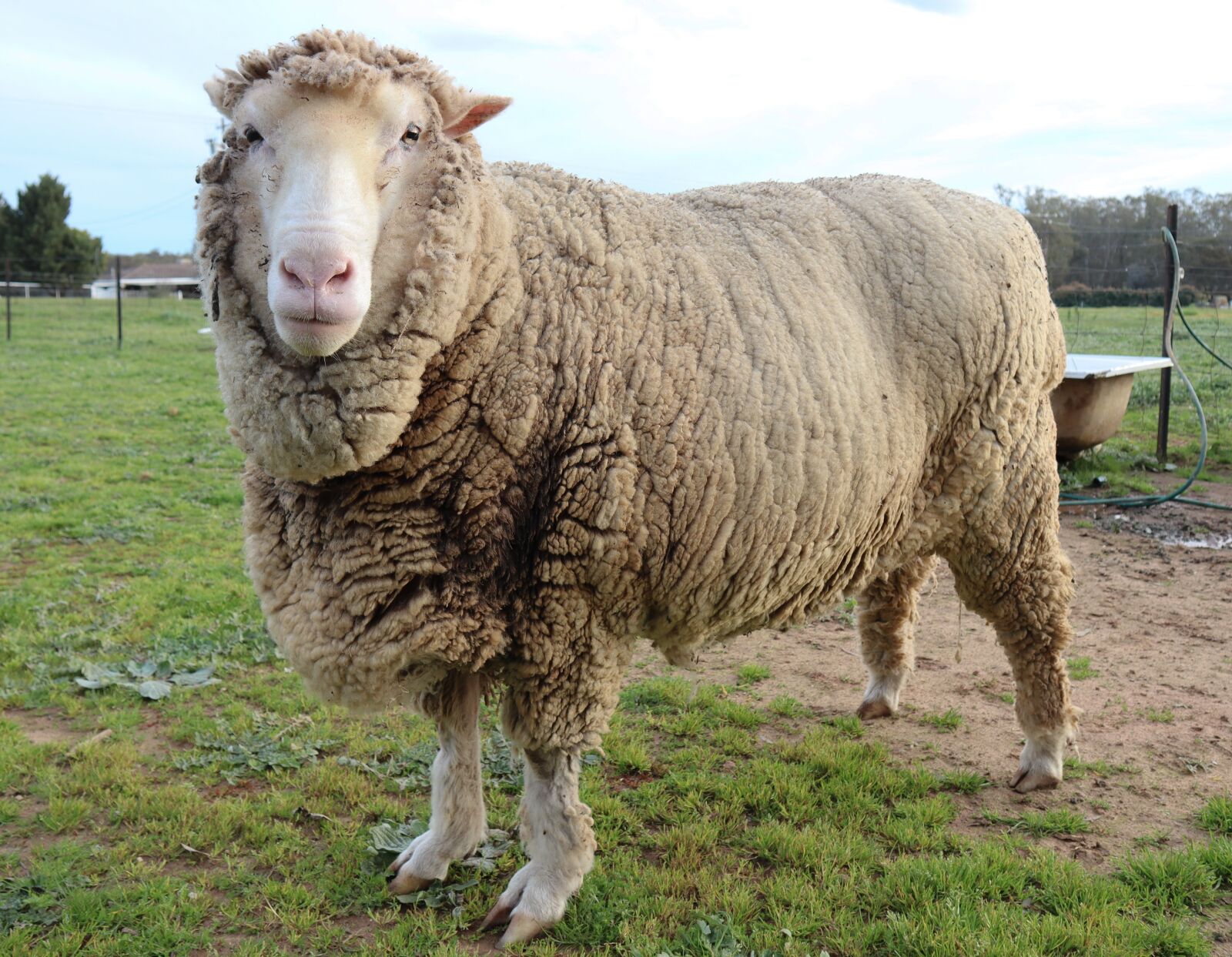 Canon EOS M50 (EOS Kiss M) sample photo. Sheep, farm, wool photography