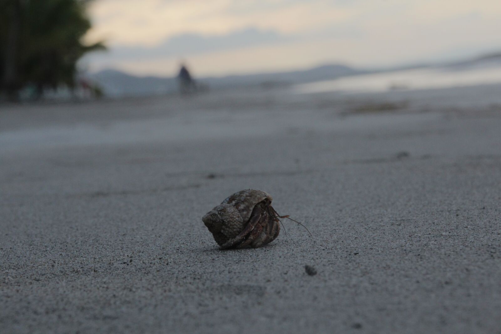 Canon EOS 600D (Rebel EOS T3i / EOS Kiss X5) sample photo. Cancer, hermit crab, sea photography