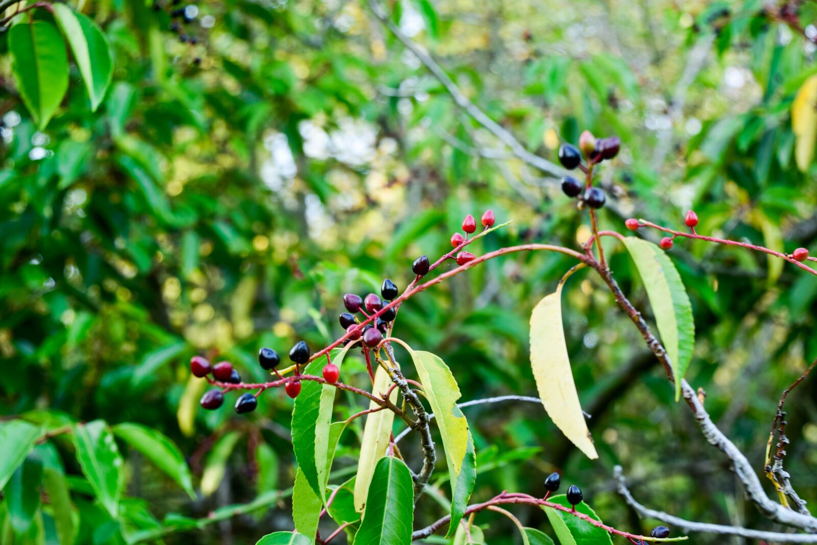 Nikon D5300 sample photo. Nature, berries, september photography