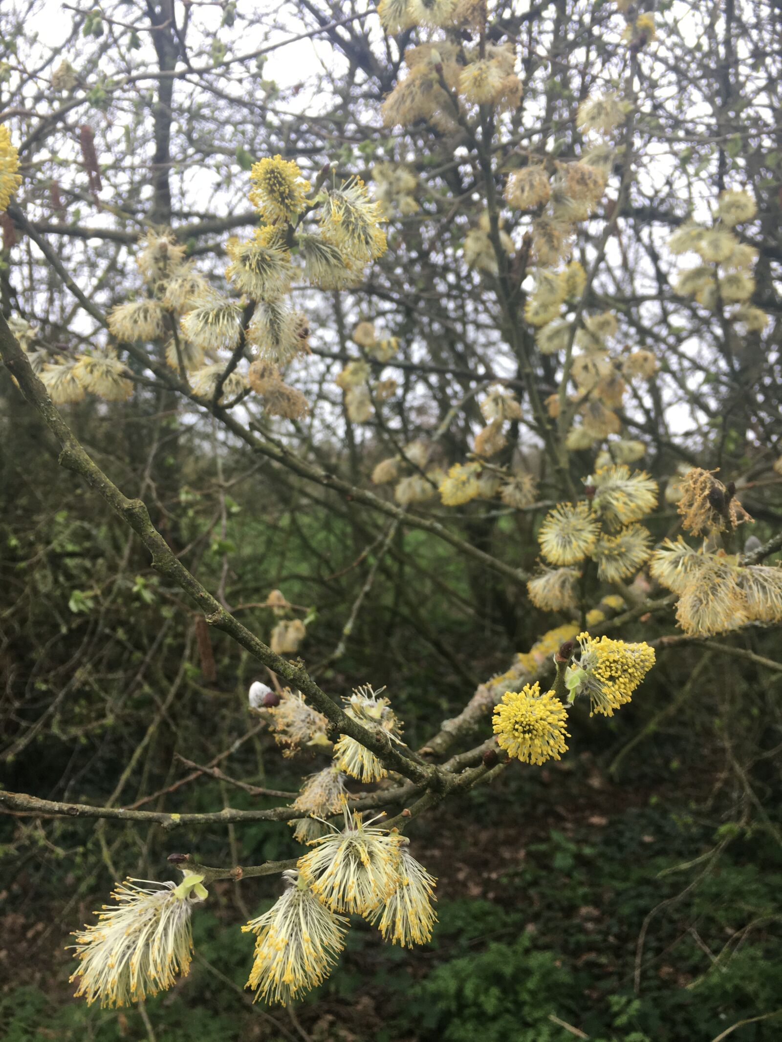 Apple iPhone 6s sample photo. Woodland, spring, countryside photography
