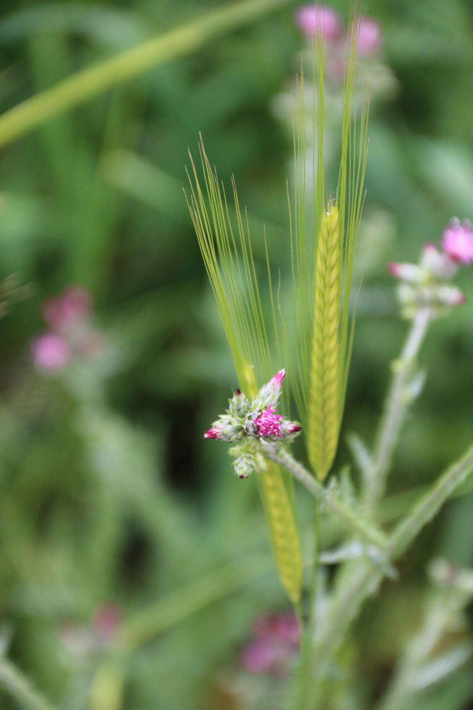 Canon EF-S 18-135mm F3.5-5.6 IS sample photo. Pink, purple, flower photography
