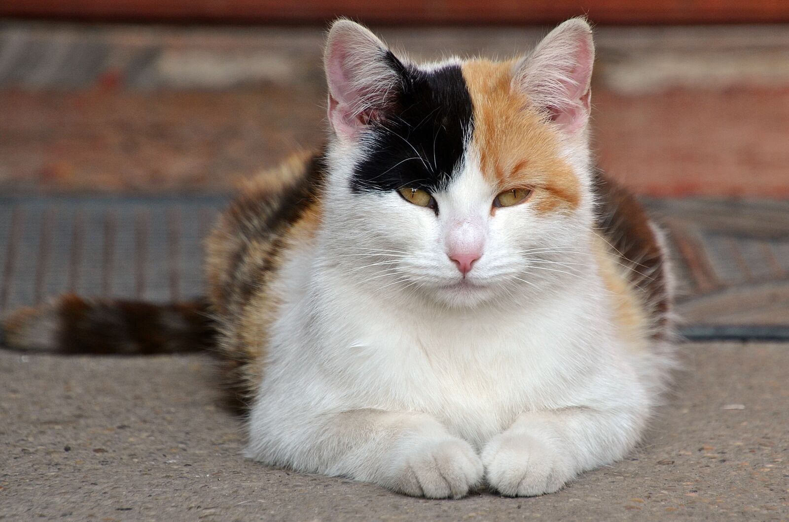 Nikon D7000 sample photo. Cat, harlequin, kitten photography