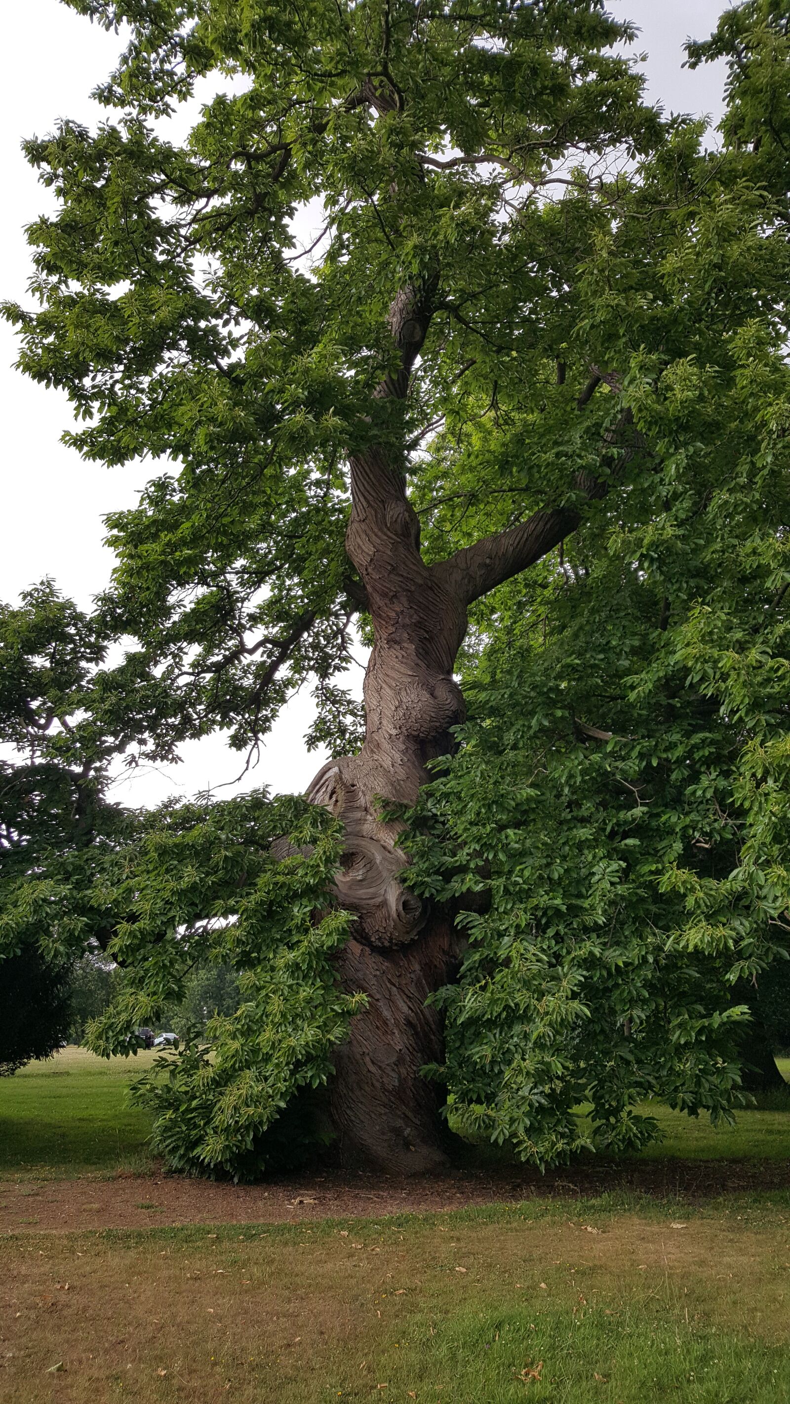 Samsung Galaxy S6 sample photo. Tree, trunk, wood photography