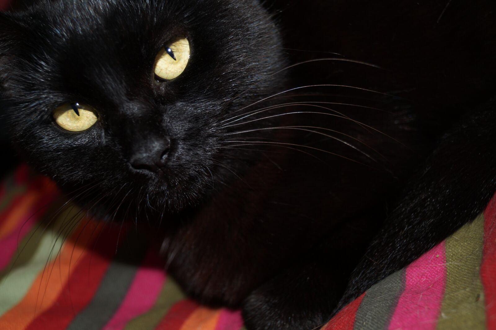 Sony SLT-A58 sample photo. Cat, black, feline photography