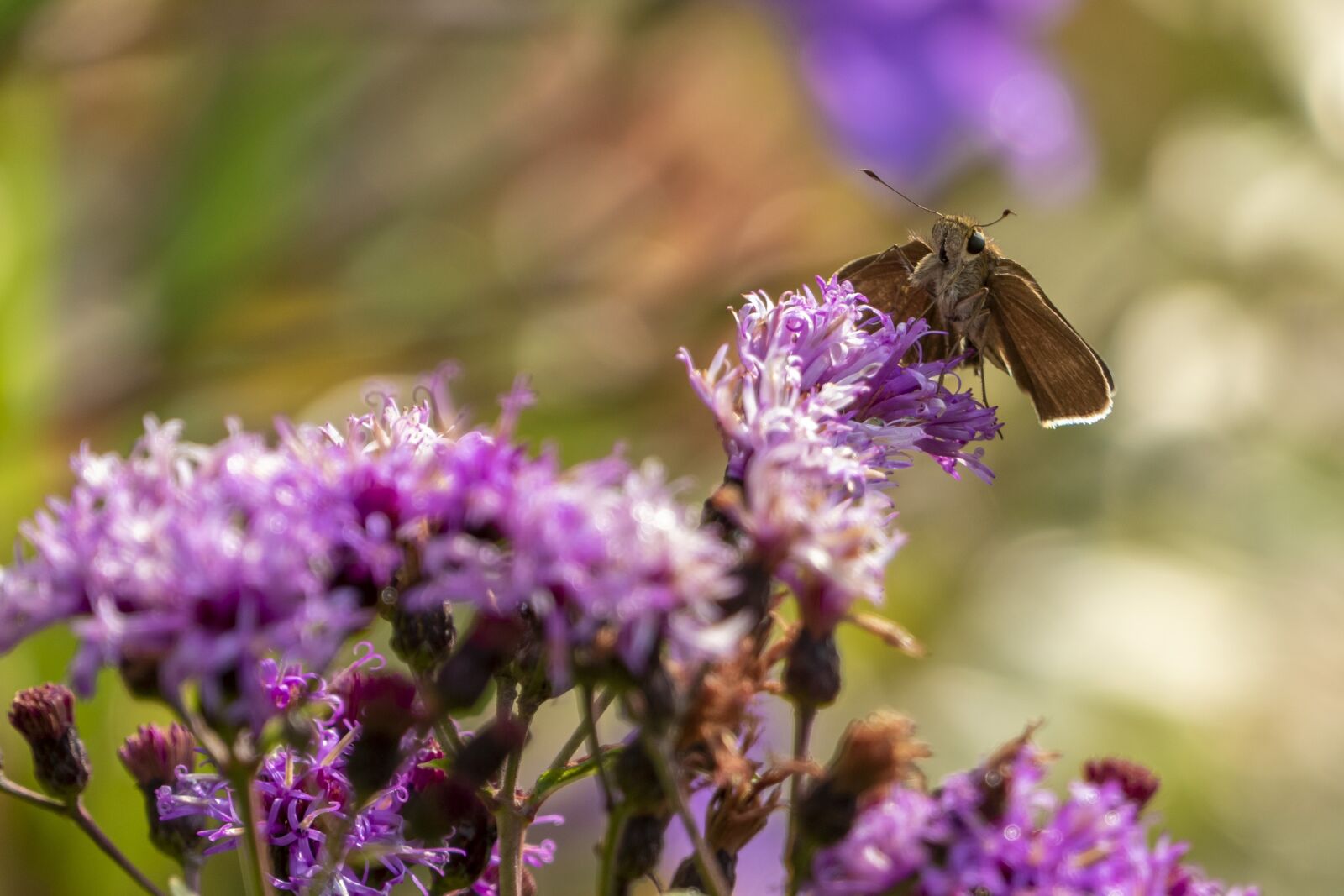 Panasonic Lumix DMC-FZ1000 sample photo. Butterfly, flowers, insect photography