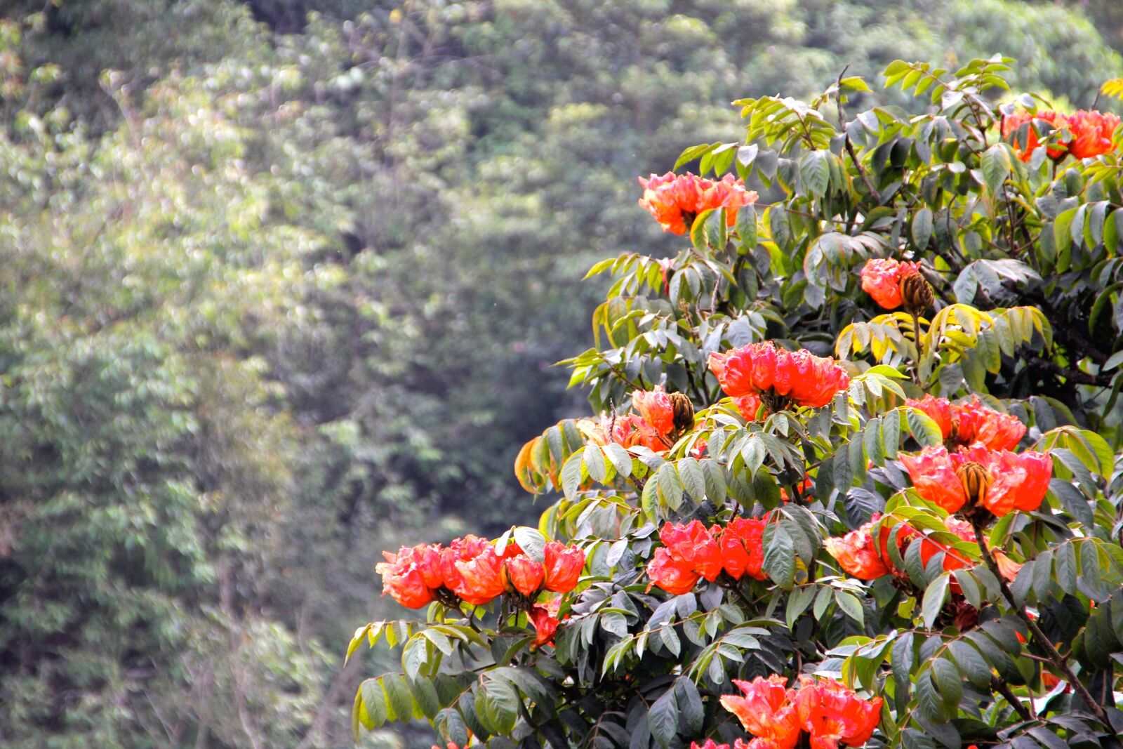 Canon EOS 60D sample photo. Flower, blossom, bloom photography