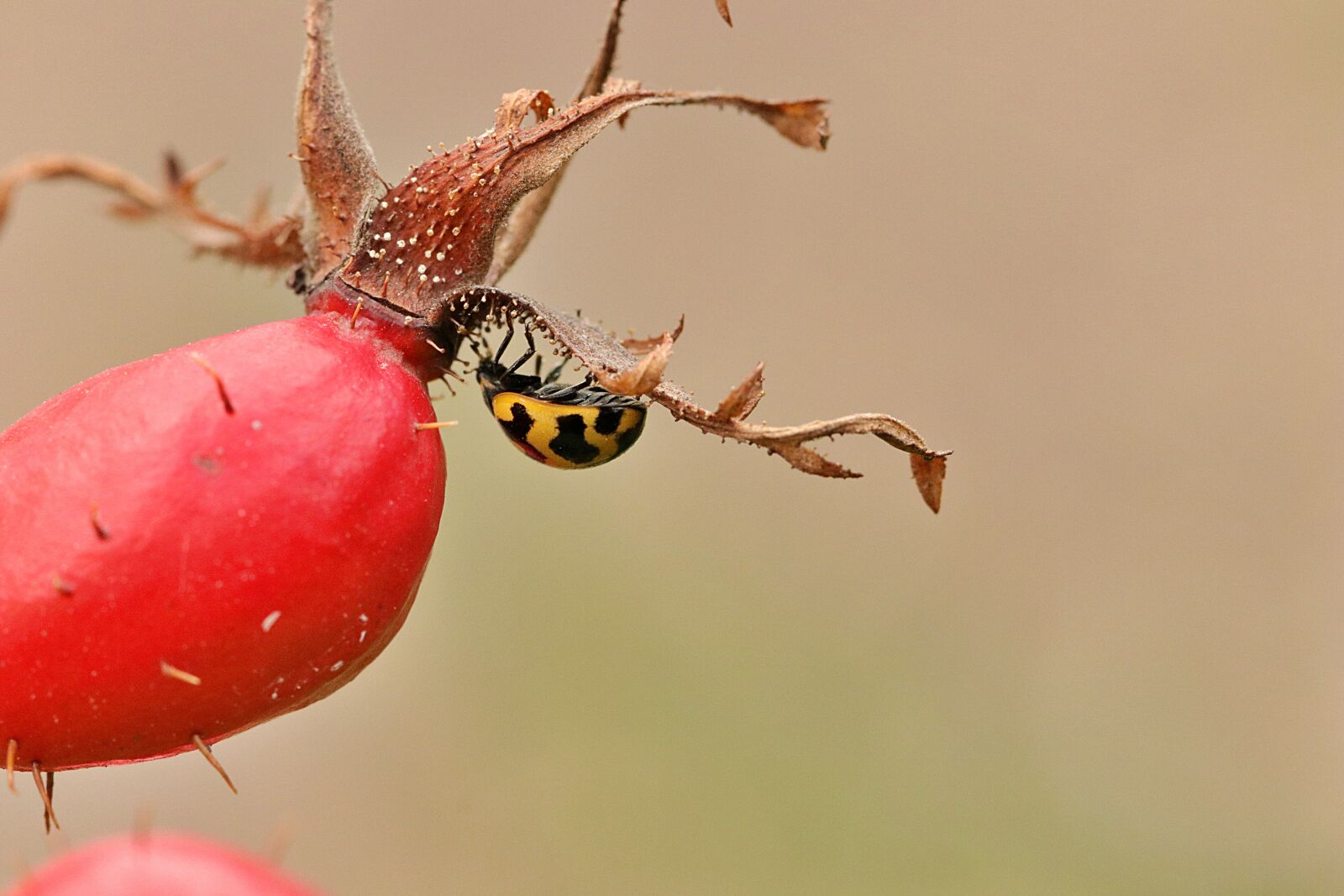 Canon EOS 80D sample photo. Ladybug, beetle, coccinellidae photography
