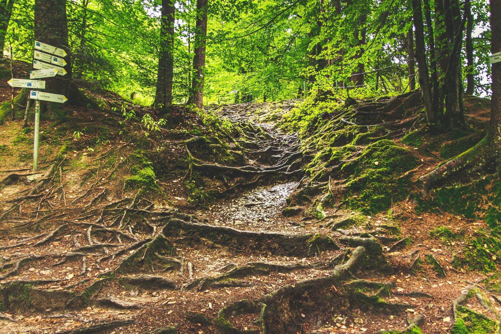 Canon EOS 650D (EOS Rebel T4i / EOS Kiss X6i) sample photo. Forest path, eistobel isny photography