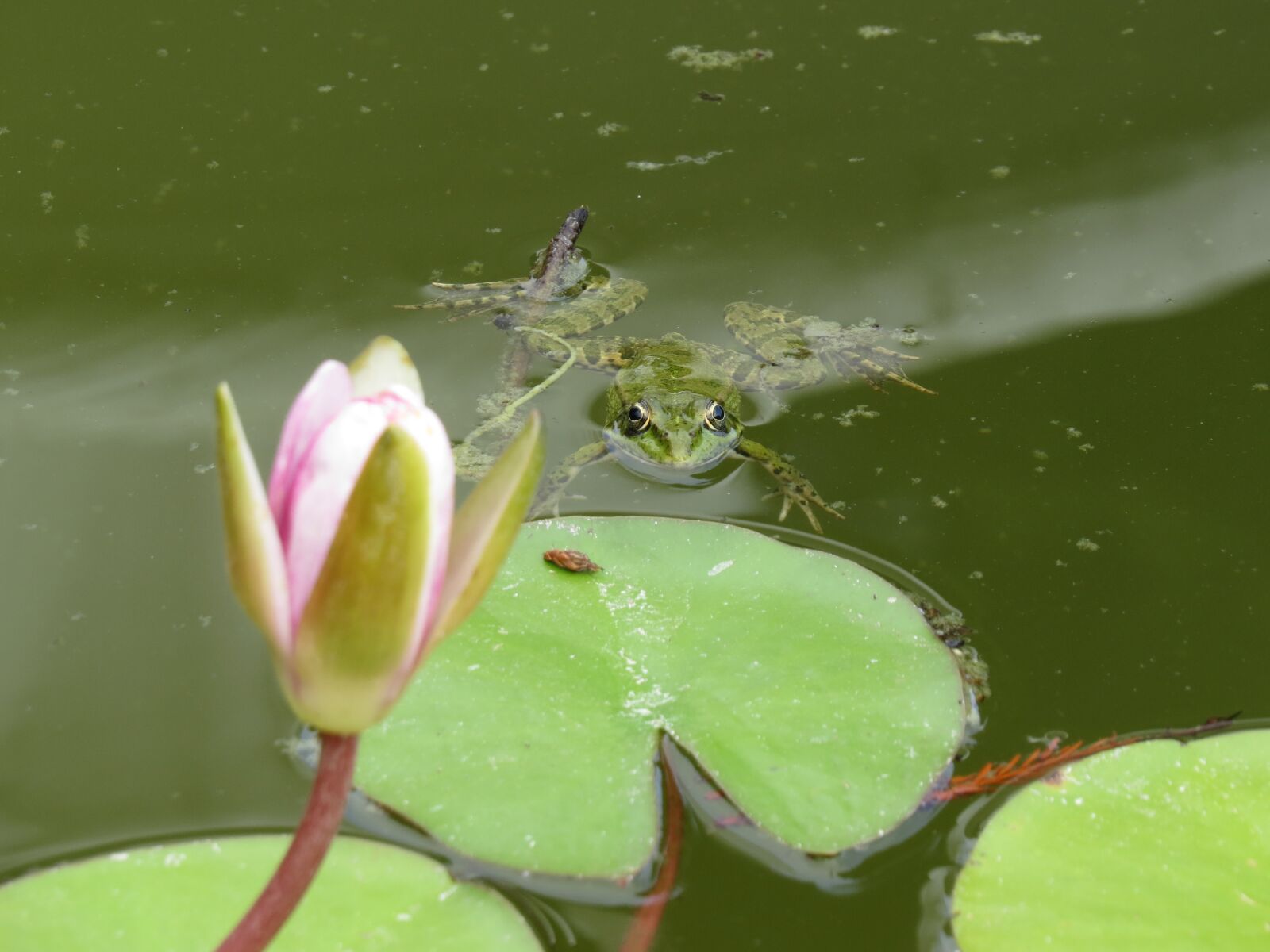 Canon PowerShot SX50 HS sample photo. Nature, water, water lily photography