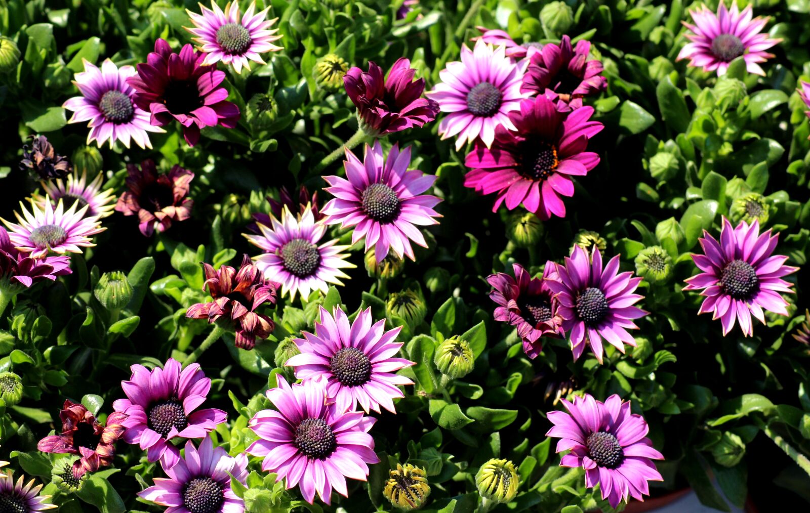 Canon EOS 1200D (EOS Rebel T5 / EOS Kiss X70 / EOS Hi) sample photo. African daisy, bone, flowers photography