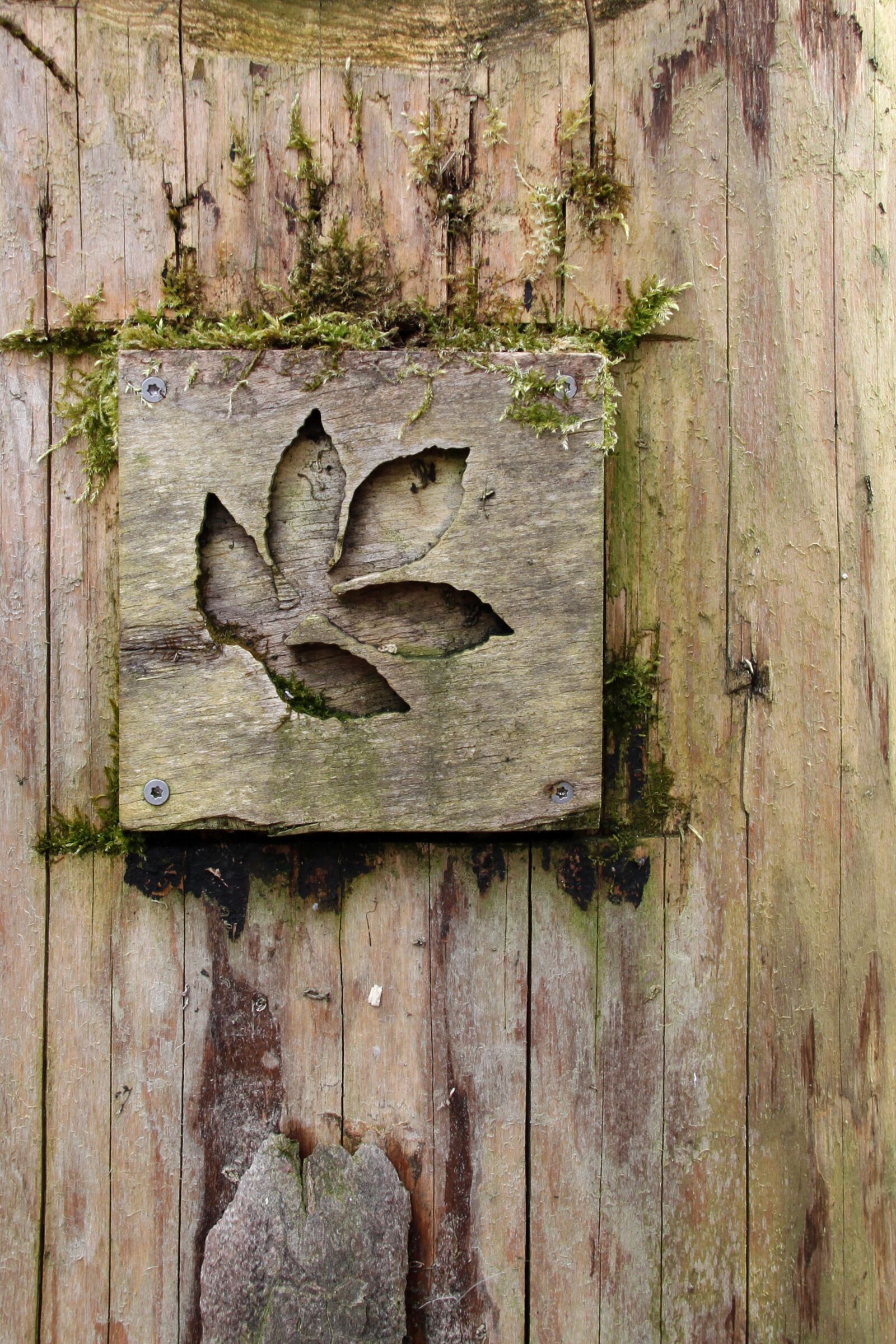 Canon EOS 500D (EOS Rebel T1i / EOS Kiss X3) sample photo. Wood, leaf, nature photography