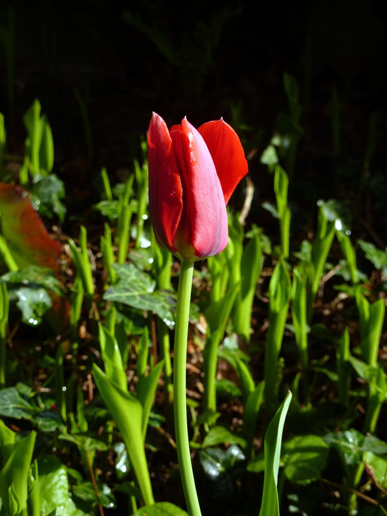 Panasonic Lumix DMC-ZS1 (Lumix DMC-TZ6) sample photo. Tulip, spring, flower photography