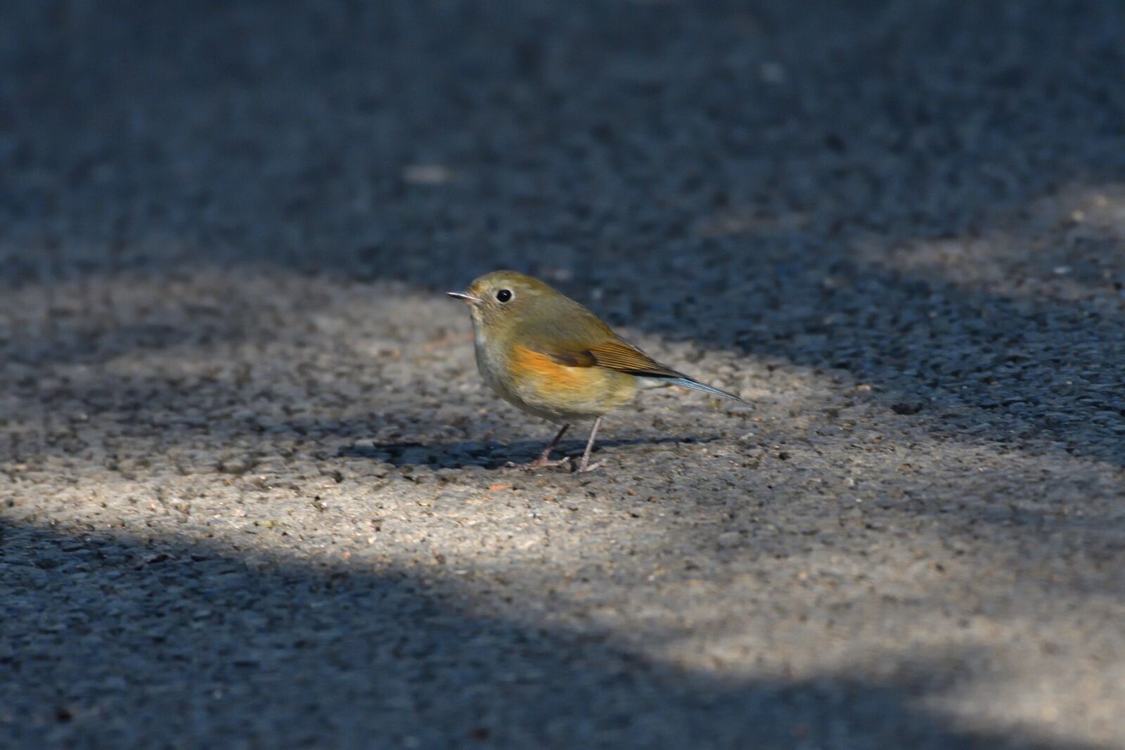 Nikon D500 sample photo. Bird, natural, wild animals photography