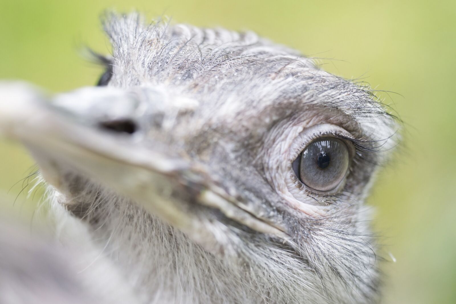 Nikon D3100 sample photo. The ostrich, head, eye photography