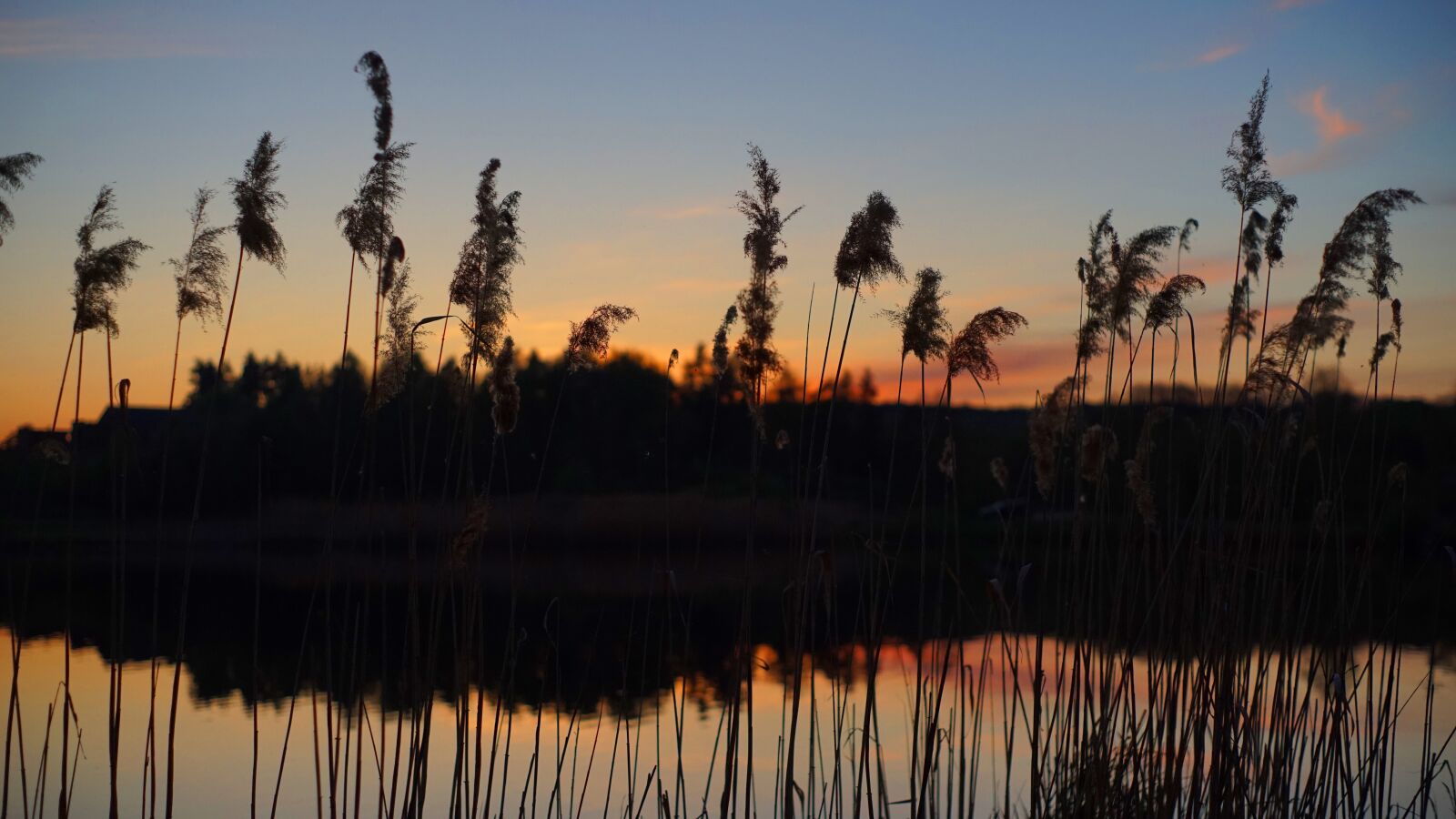 Sony a7 sample photo. Sunset, reed, lake photography