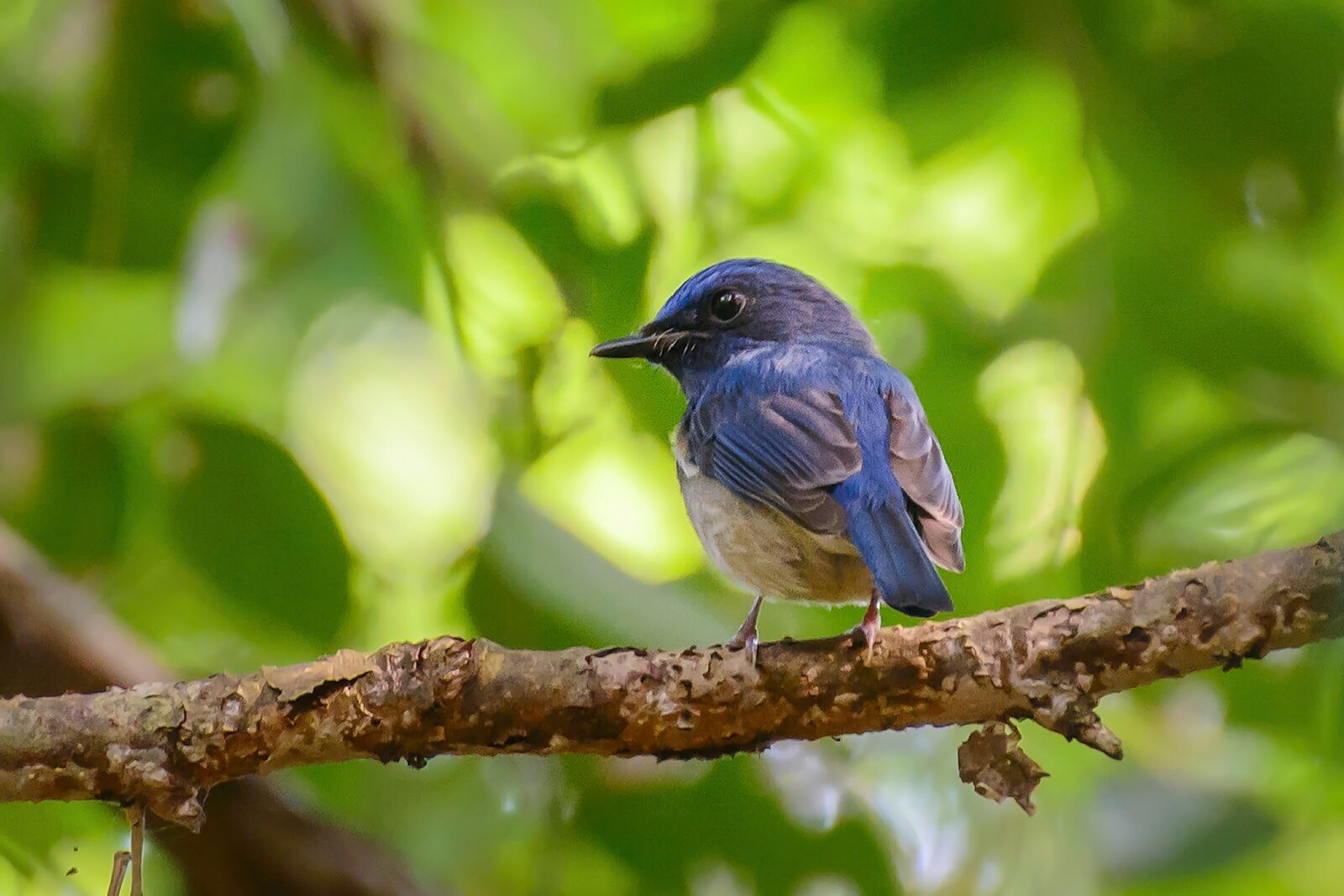 Nikon D7100 sample photo. Birds, one photography
