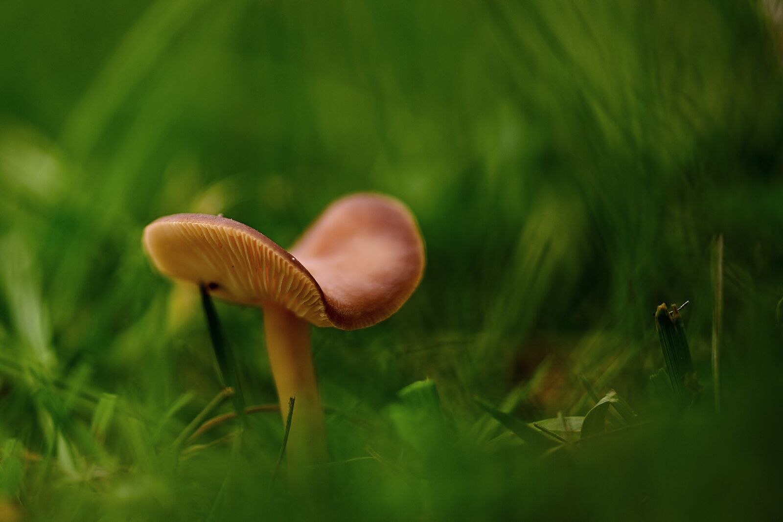 Nikon D5200 sample photo. Mushroom, disc fungus, meadow photography