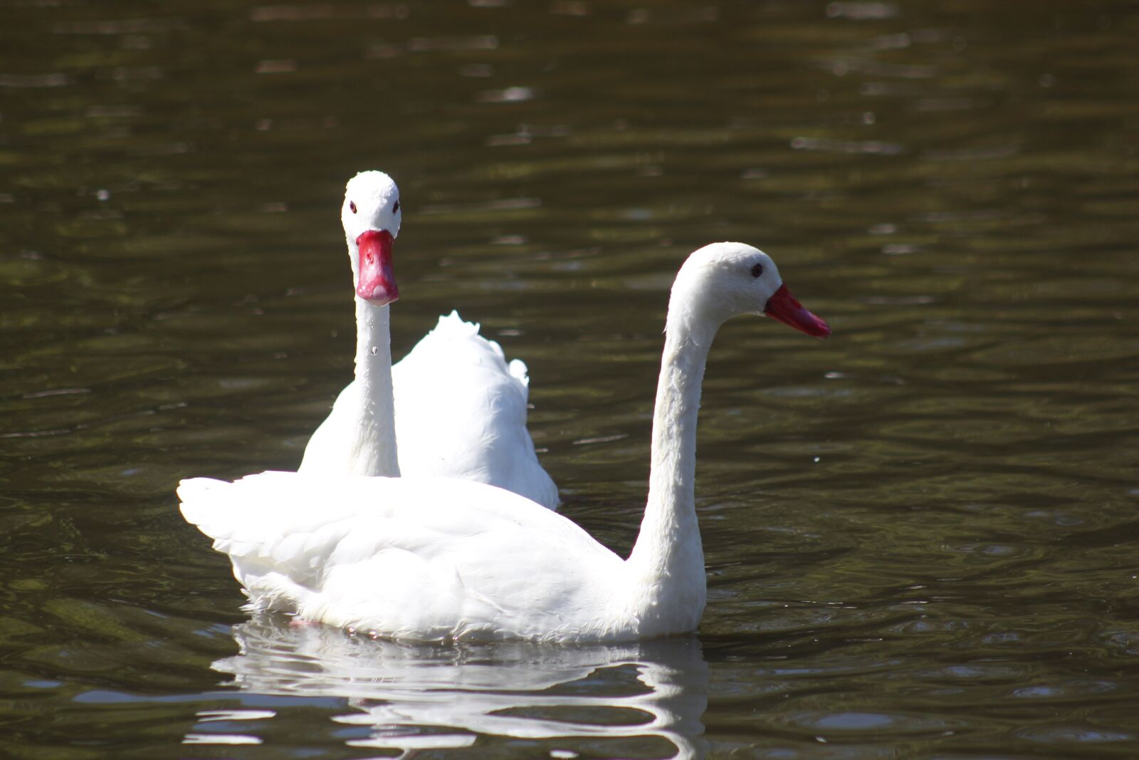 Canon EF 75-300mm f/4-5.6 USM sample photo. Ducks, white, lake photography
