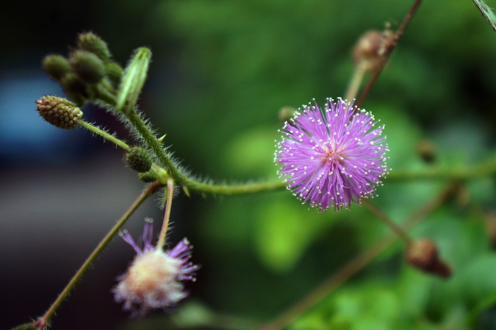 Sony Alpha NEX-5N sample photo. Mimosa, natural, radiation photography