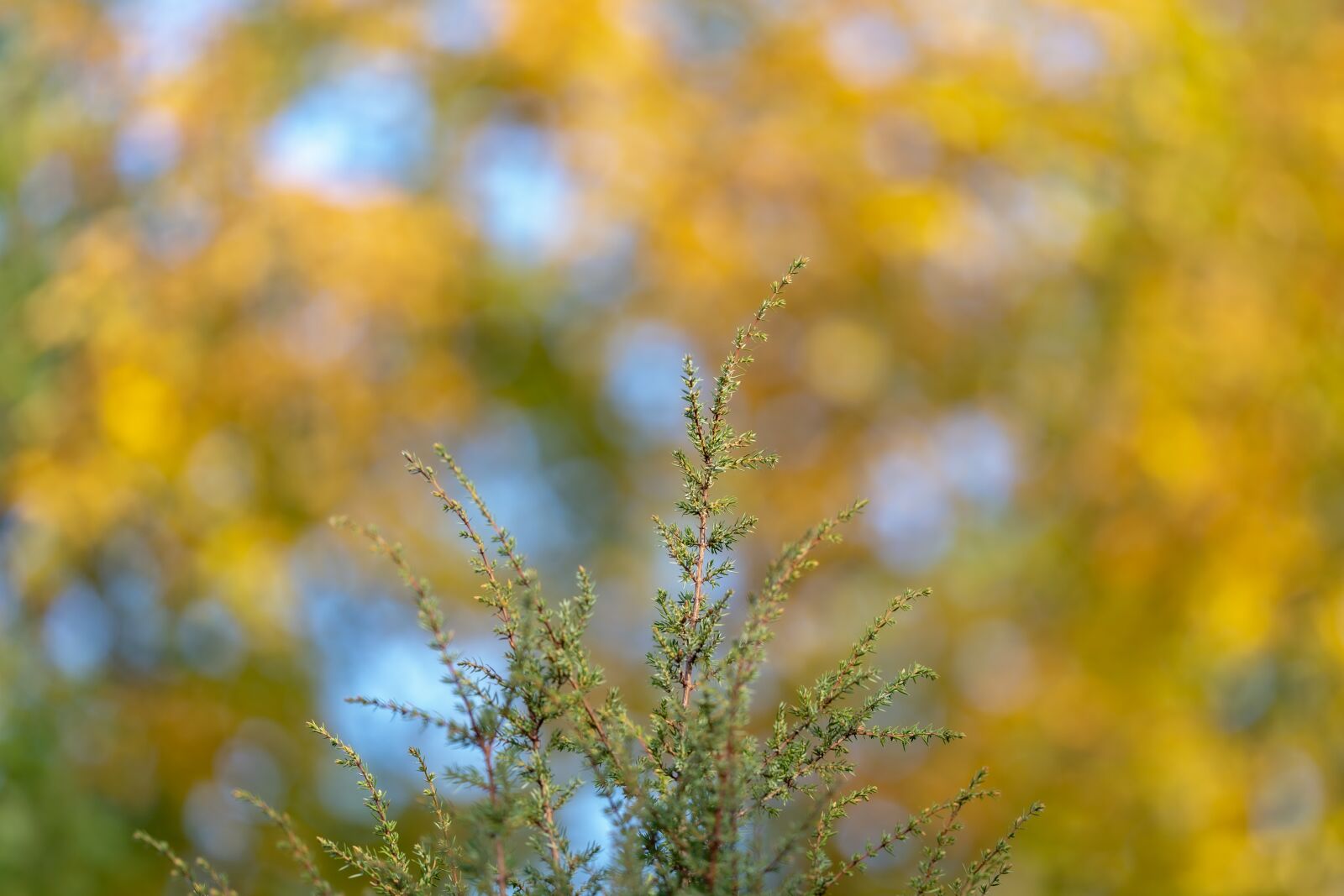 Sony a7 III sample photo. Autumn, fall foliage, fall photography