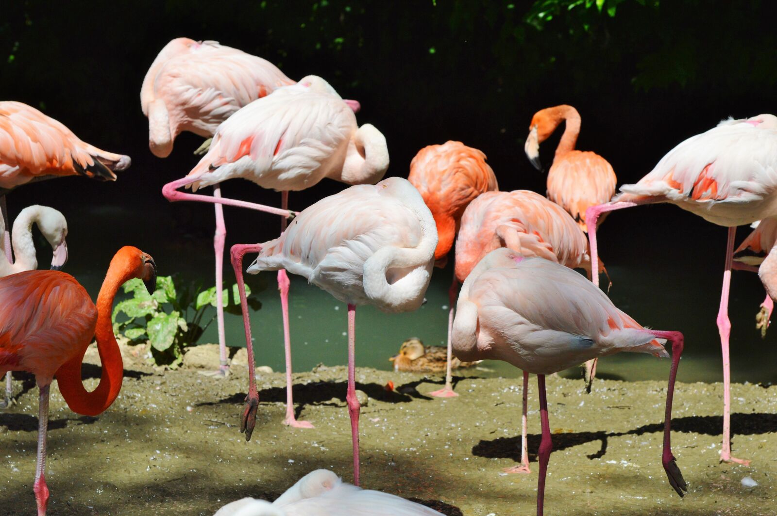 Nikon D3200 sample photo. Flamingo, bird, pink photography