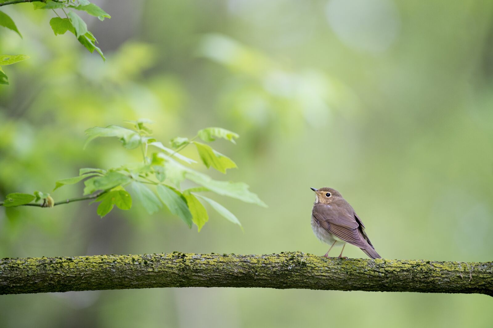 Nikon D4S sample photo. Animal, bird, leaves photography