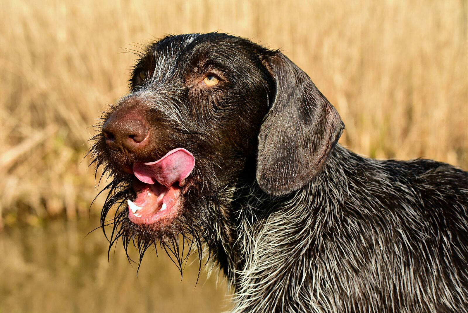 Nikon D750 sample photo. German wire haired pointer photography