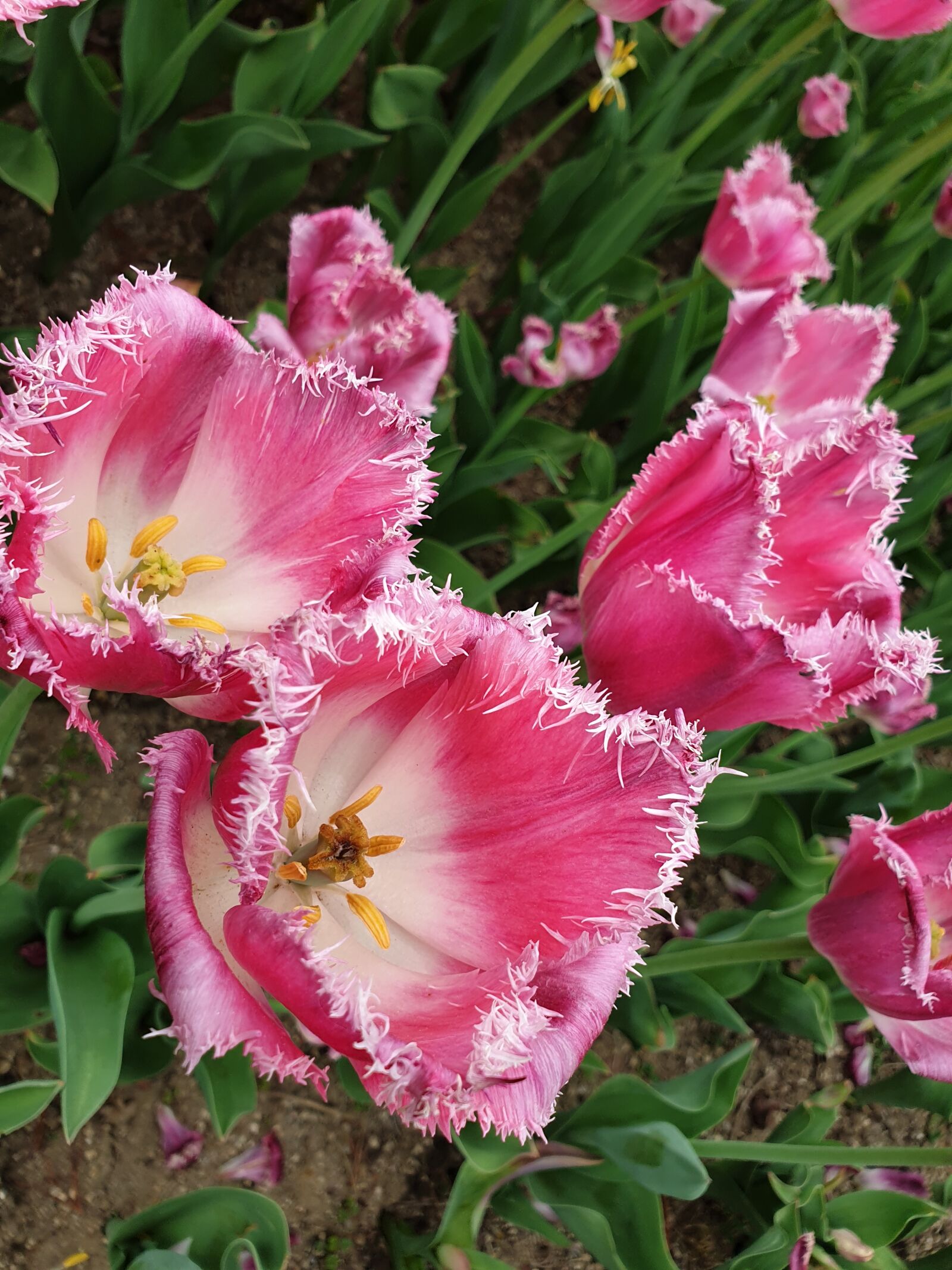 Samsung Galaxy Note9 sample photo. Tulip, pink, flowers photography