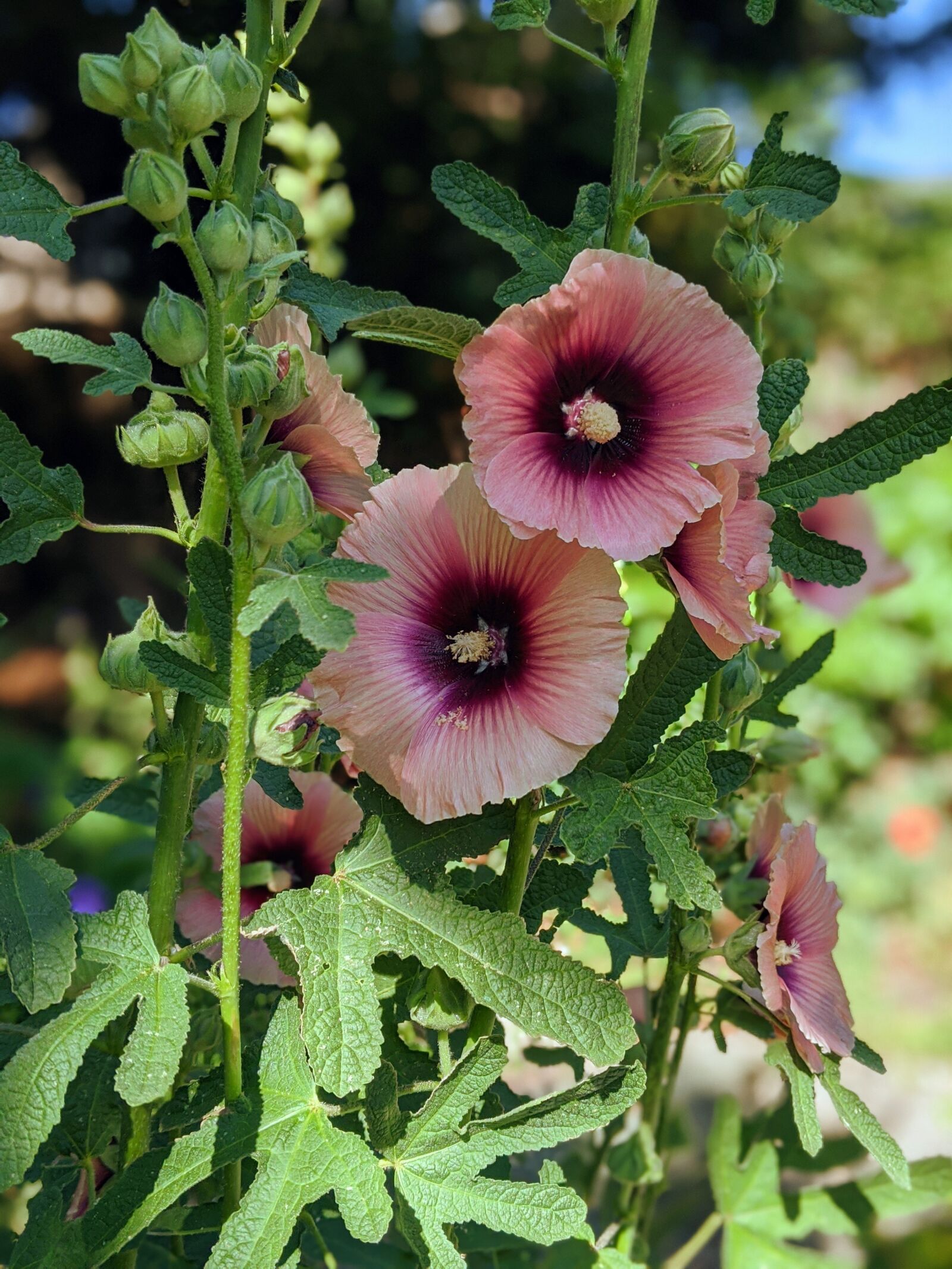 Google Pixel 3 XL sample photo. Hollyhocks, pink hollyhocks, hibiscus photography